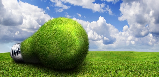 Grassbulbbig
